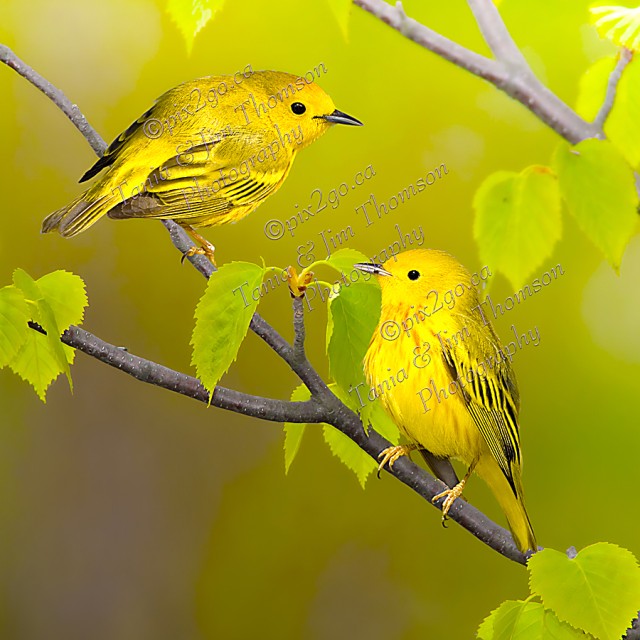 YELLOW WARBLER
Dendroica petechia
May, 2011