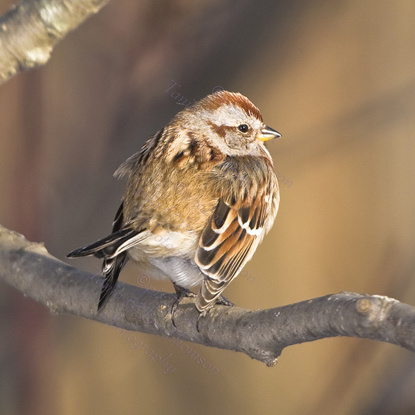 THE COLD SHOULDER
American Tree Sparrow
Spizella arborea
Jan. 3, 2009