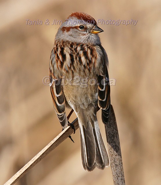 DON'T LOOK BACK
American Tree Sparrow
Spizella arborea
Mar. 5, 2005