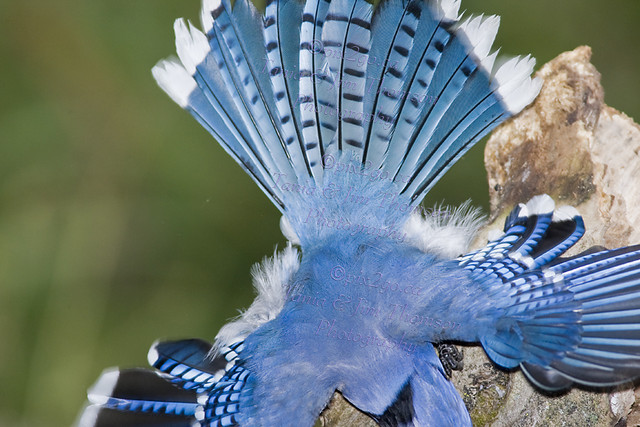 FAN DANCE
Blue Jay
Cyanocitta cristata 
Oct. 7, 2007