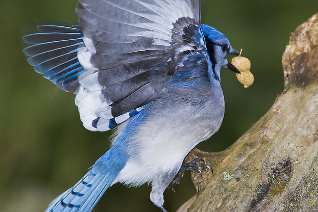 BLUE-HOO!
Blue Jay
Cyanocitta cristata
Oct. 7, 2007