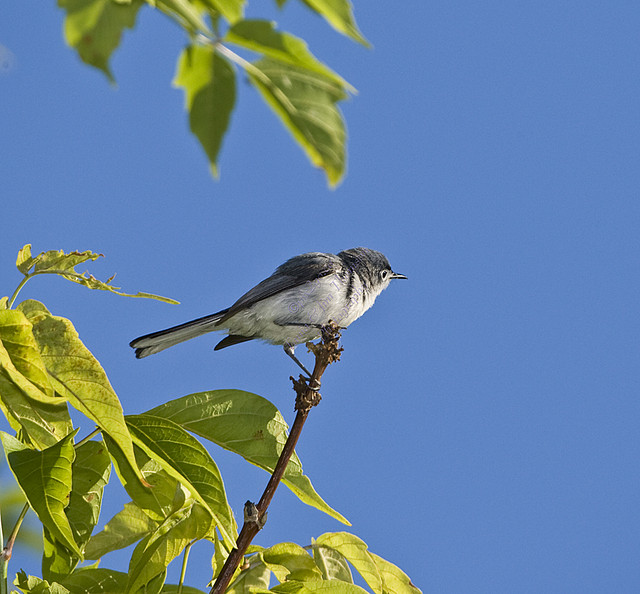 BLUE-GRAY GNATCATCHER
Polioptila caerulea
July 15, 2007