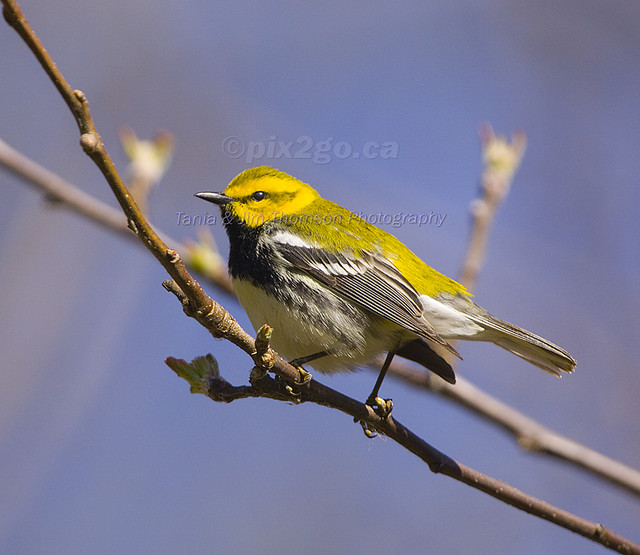 BLACK-THROATED GREEN WARBLER
Dendroica virens
May 6, 2007