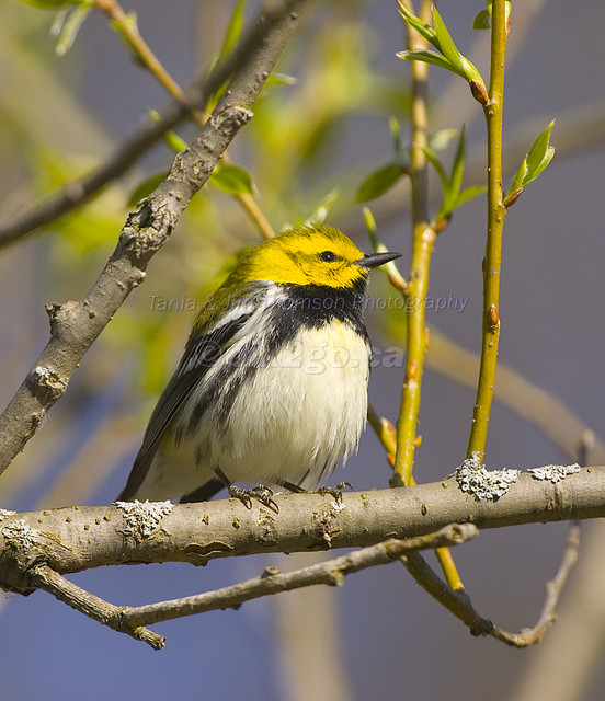 BLACK-THROATED GREEN WARBLER
Dendroica virens
May 6, 2007