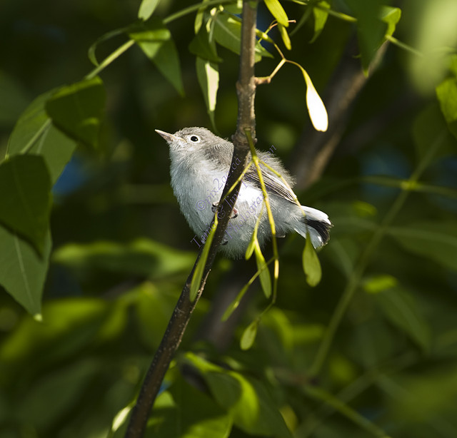 BLUE-GRAY GNATCATCHER
Polioptila caerulea
July 15, 2007