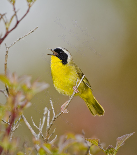 ENERGETIC SONGSTER
Common Yellowthroat
Geothlypis trichas
May 18, 2008