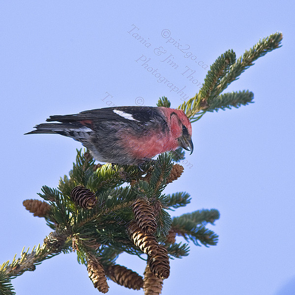 PINE-ING
White-winged Crossbill
Loxia Leucoptera
Dec. 31, 2008