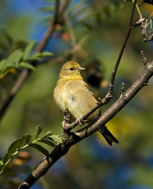 AMERICAN GOLDFINCH 
Carduelis tristis
Sept.8, 2007