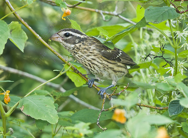 ROSE-BREASTED GROSBEAK
Pheucticus ludovicianus
Aug. 28, 2007