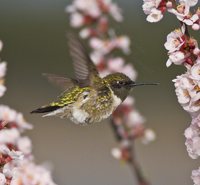 WELL-FED
Ruby-Throated Hummingbird
Archilochus colubris
May 4, 2008