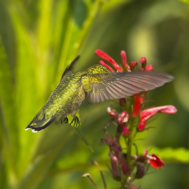 BRONZED GREEN BACK
Ruby-Throated Hummingbird
Archilochus colubris
Aug.23, 2008