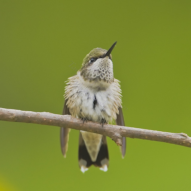 TENNIS BALL
Ruby-Throated Hummingbird
Archilochus colubris
Aug.24, 2008