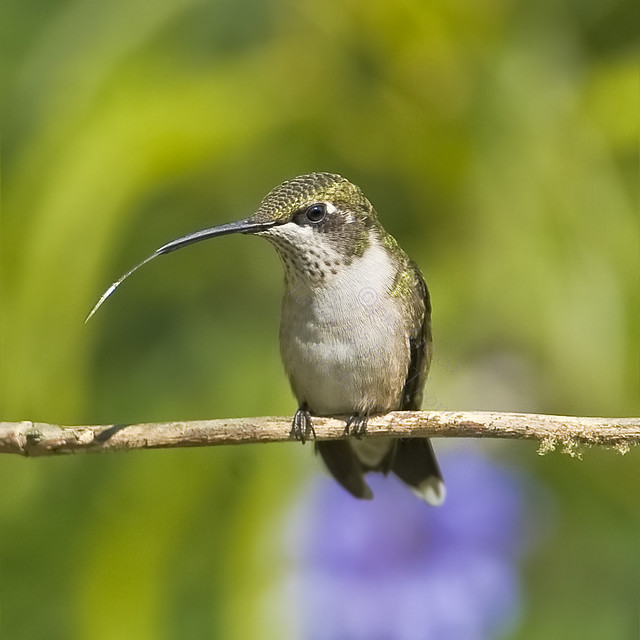 TINY BIRDY WITH LONG TONGUE
Ruby-Throated Hummingbird
Archilochus colubris
Aug.17, 2008