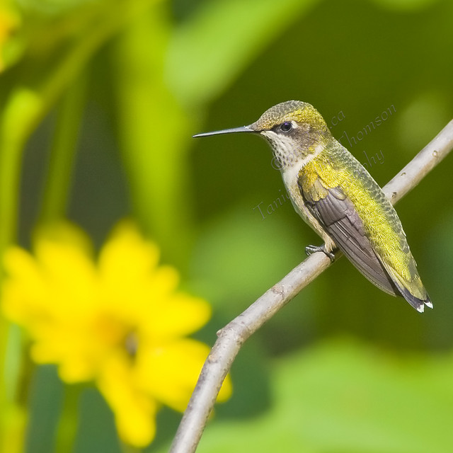 MASTER AND COMMANDER
Ruby-Throated Hummingbird
Archilochus colubris
Aug.17, 2008