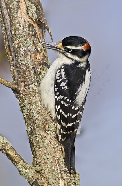 TAP DANCE
Hairy Woodpecker
Picoides villosus
November 3, 2007