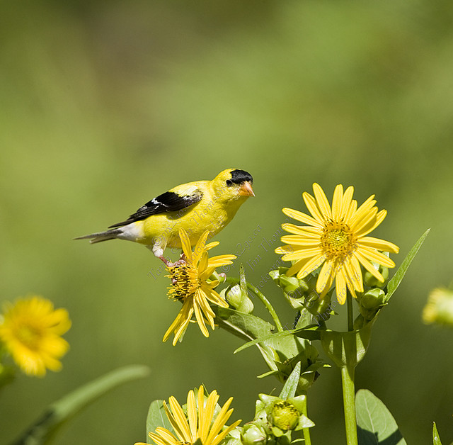 AMERICAN GOLDFINCH
Carduelis tristis
Aug. 4, 2007