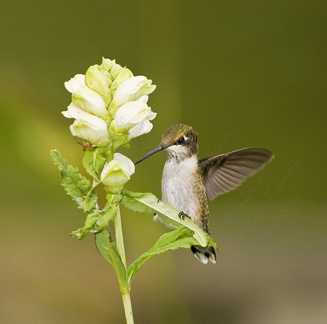 RUBY-THROATED HUMMINGBIRD
Archilocus colubris
Aug. 6, 2007