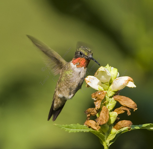 RUBY-THROATED HUMMINGBIRD
Archilocus colubris
Aug. 12, 2007