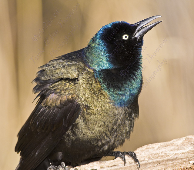 COMMON GRACKLE
Quiscalus quiscula
April 5, 2008