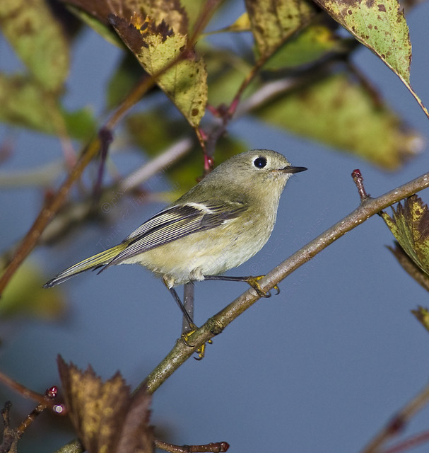 I'M KING-LET OF THE WORLD!
Ruby-Crowned Kinglet
Regulus calendula
Oct. 7, 2007