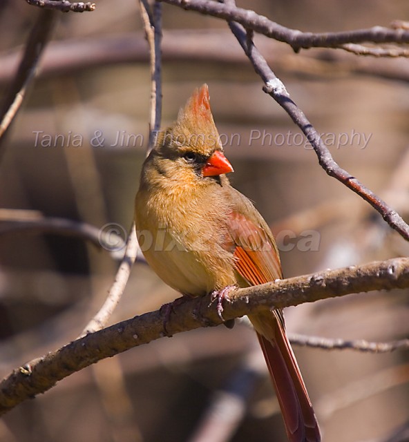 NORTHERN CARDINAL
Cardinalis cardinalis
March 18, 2006