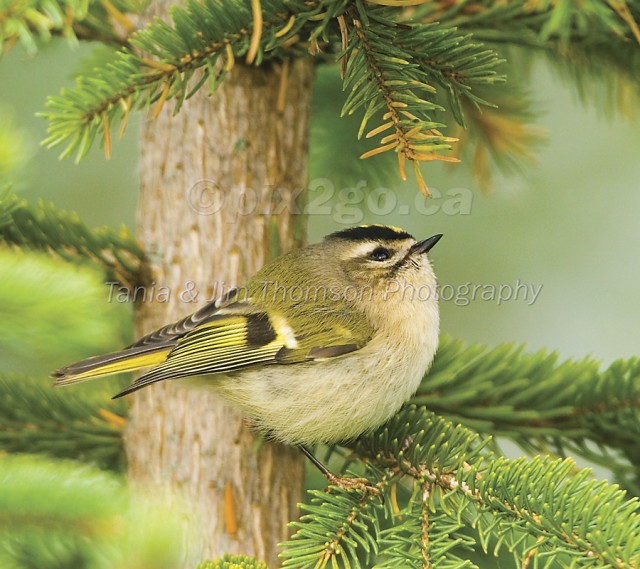 GOLDEN-CROWNED KINGLET
Regulus satrapa
Oct. 21, 2006
