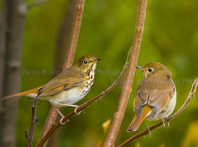 HERMIT THRUSH
Catharus guttatus
Oct. 21, 2006