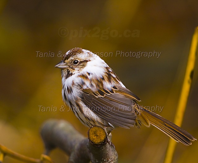 SONG SPARROW
Melospiza melodia
Oct. 21, 2006