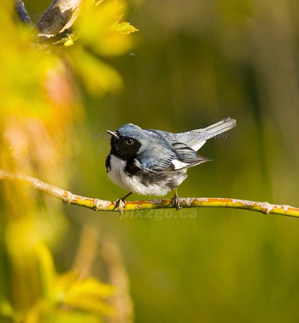 BLACK-THROATED 
BLUE WARBLER
Dendroica caerulescens
May 6, 2006