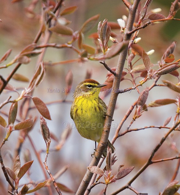 PALM WARBLER
Dendroica palmarum
May 7, 2006