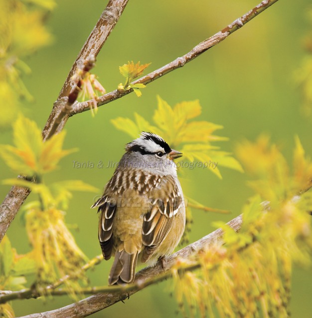 WHITE-CROWNED SPARROW
Zonotrichia leucophrys
May 7, 2006
