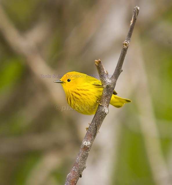 YELLOW WARBLER
Dendroica petechia
May 7, 2006