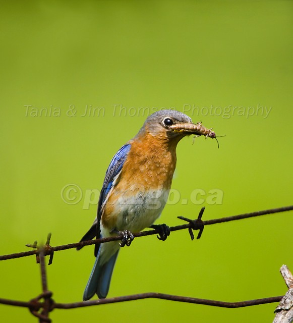 EASTERN BLUEBIRD
Sialia sialis
May 27, 2006