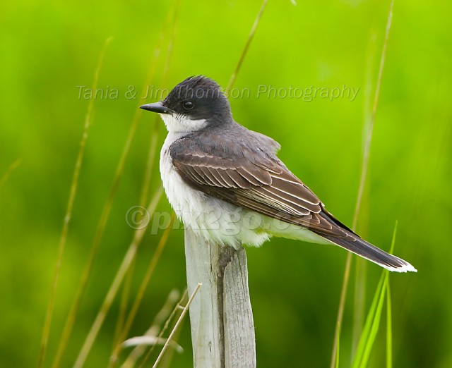 EASTERN KINGBIRD
Tyrannus tyrannus
June 4, 2006