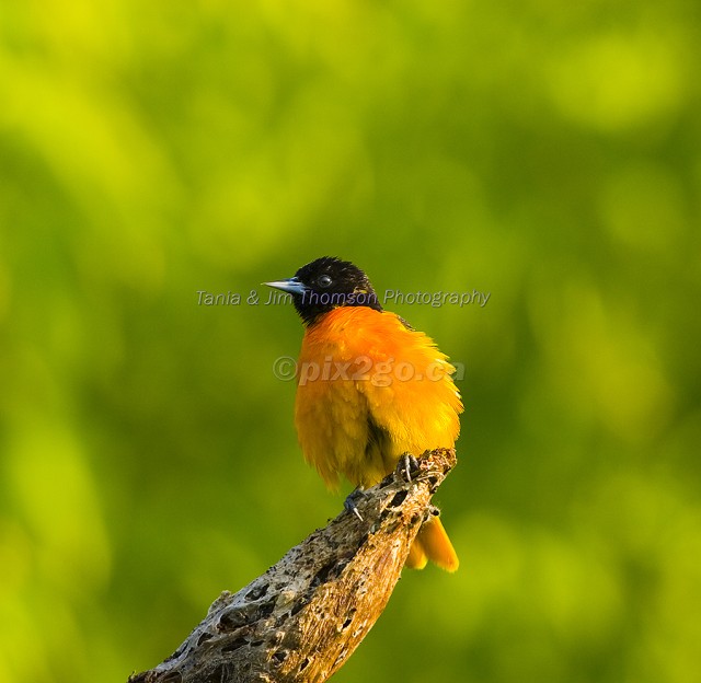 BALTIMORE ORIOLE
Icterus galbula
June 18, 2006