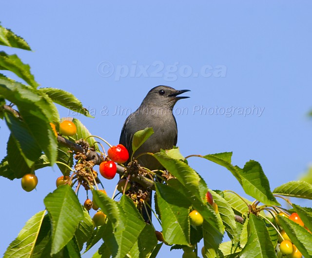 GREY CATBIRD
Dumetella carolinensis
June 24, 2006