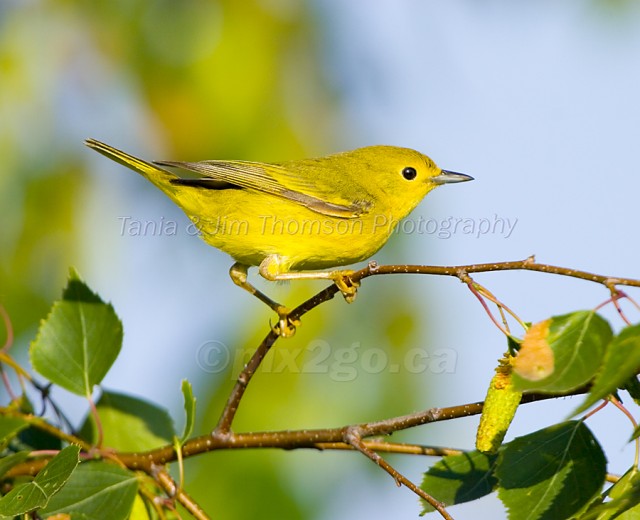 YELLOW WARBLER
Dendroica petechia
June 24, 2006