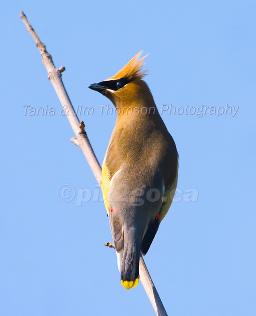 CEDAR WAXWING
Bombycilla cedrorum
July 2, 2006
