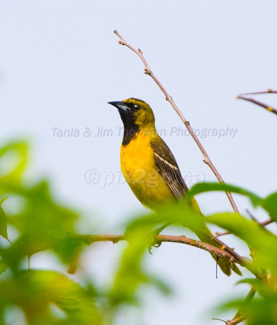 ORCHARD ORIOLE
Icterus spurius
July 3, 2006