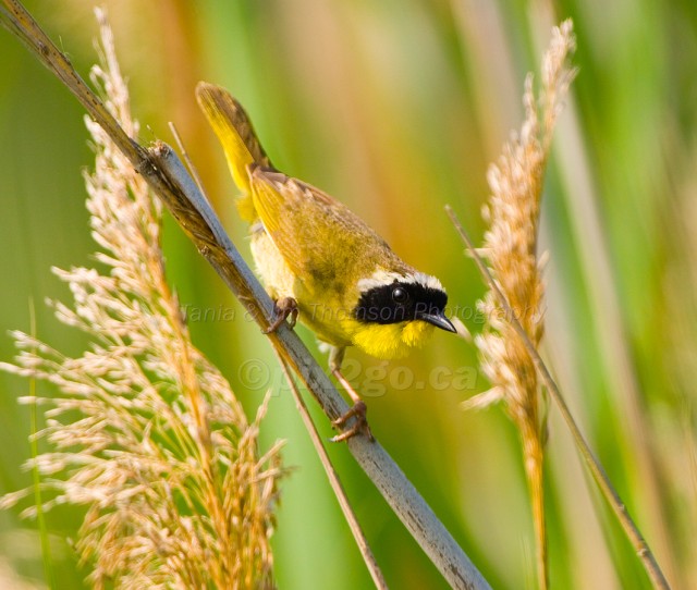 COMMON YELLOWTHROAT
Geothlypis trichas
July 3, 2006