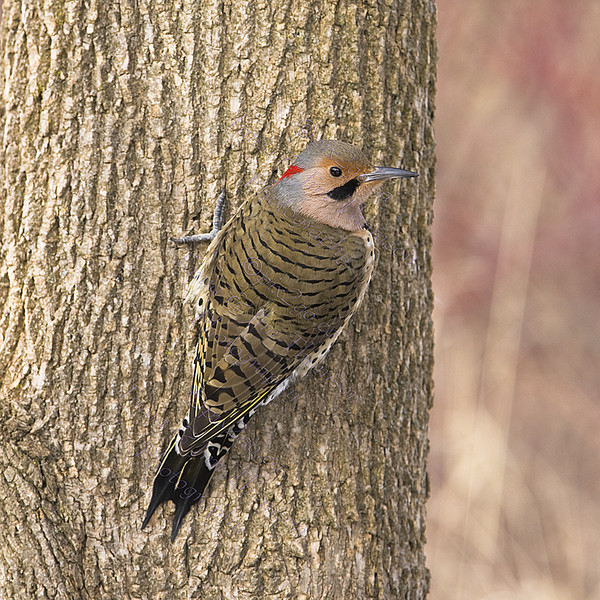 BLENDING IN
Northern Flicker
Colaptes auratus
Jan. 1, 2009 