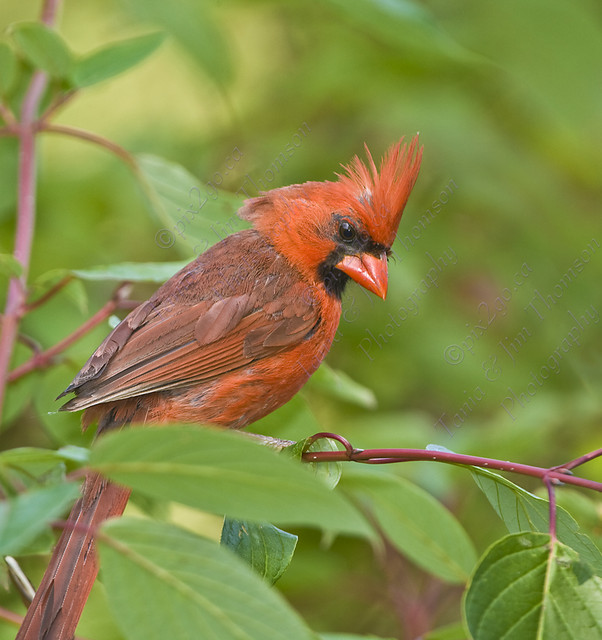 NORTHERN CARDINAL
Cardinalis cardinalis
Sept. 3, 2007