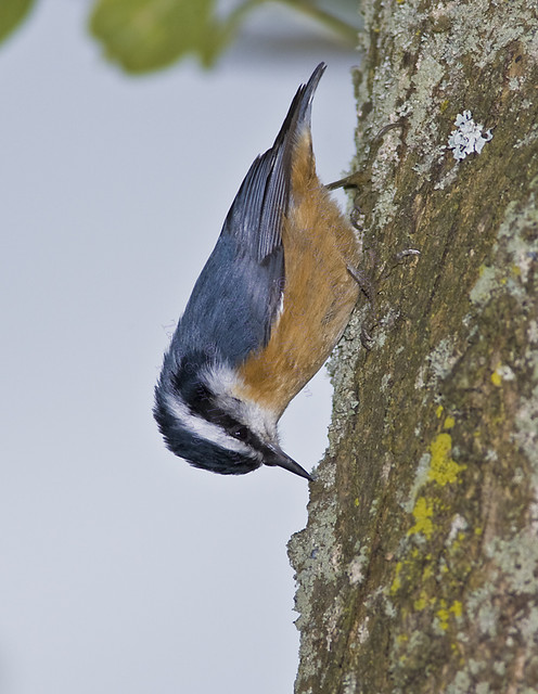 WHAT A NUT!
Red-Breasted Nuthatch
Sitta canadensis
Sept. 16, 2007