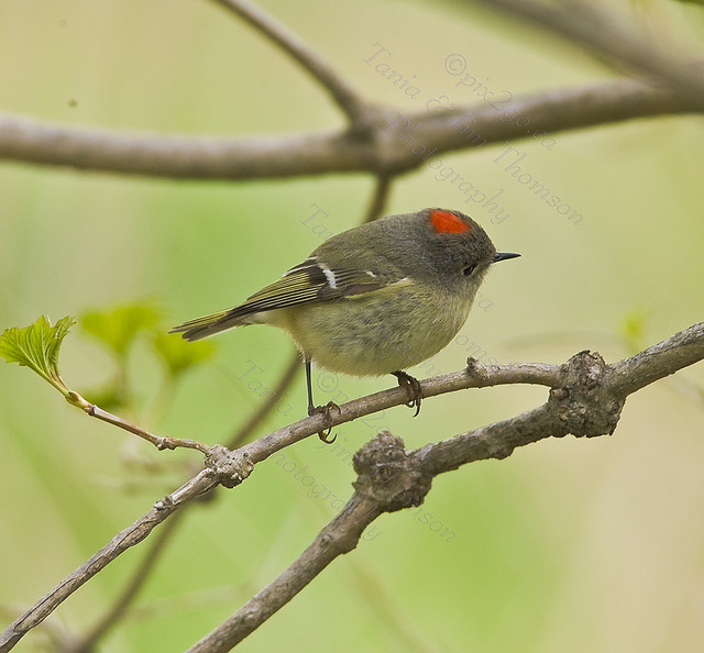 SHY GUY
Ruby-Crowned Kinglet
Regulus calendula
May 4, 2008