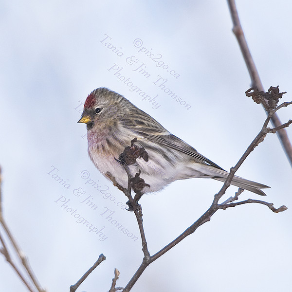 
COMMON REDPOLL
Carduelis flammea
Jan. 3, 2009