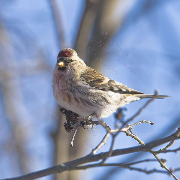 
COMMON REDPOLL
Carduelis flammea
Jan. 3, 2009