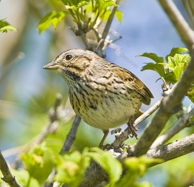 LINCOLN'S SPARROW
Melospiza lincolnii
May 10, 2008