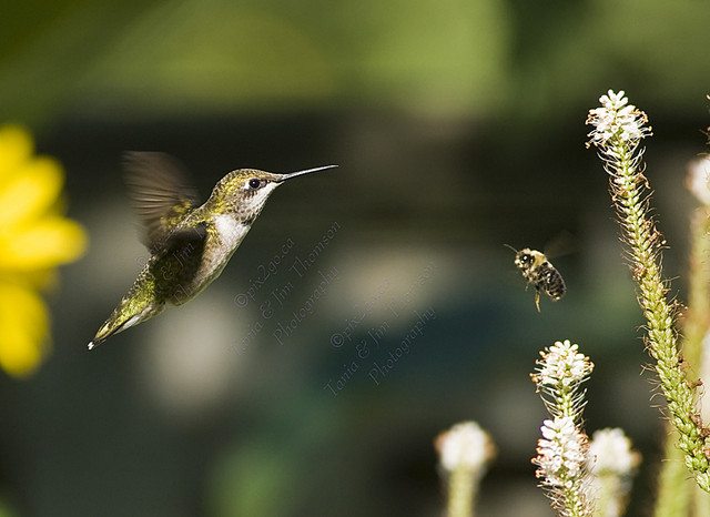 WOULDN'T IT BEE NICE?
Ruby-throated Hummingbird
Archilocus colubris
Aug. 5, 2007