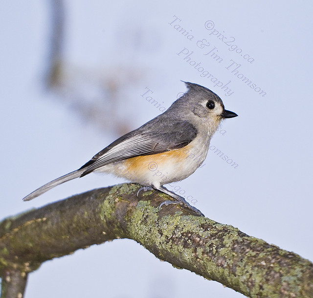 RARE CATCH
Tufted Titmouse
Baeolophus bicolor
April 5, 2008