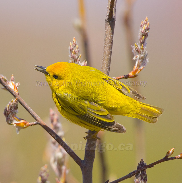 YELLOW WARBLER
Dendroica Petechia
May 6, 2007